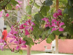Jamaica06 (353)